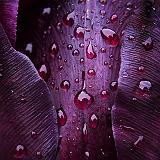 Wet Tulip Closeup_DSCF02883
